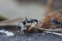 晚上做梦梦到成群的蚂蚁在身体里钻出来是怎么回事？