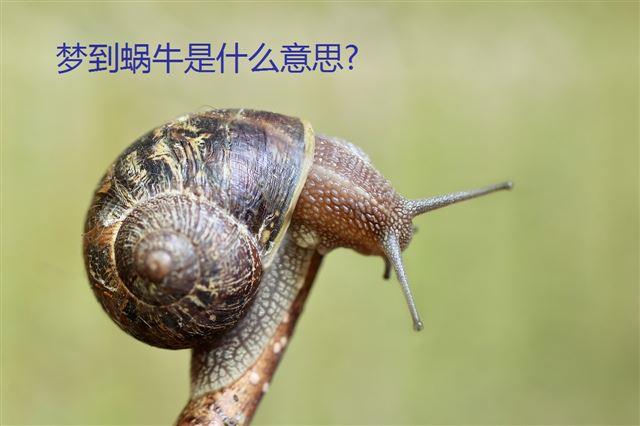 梦到蜗牛是什么意思?